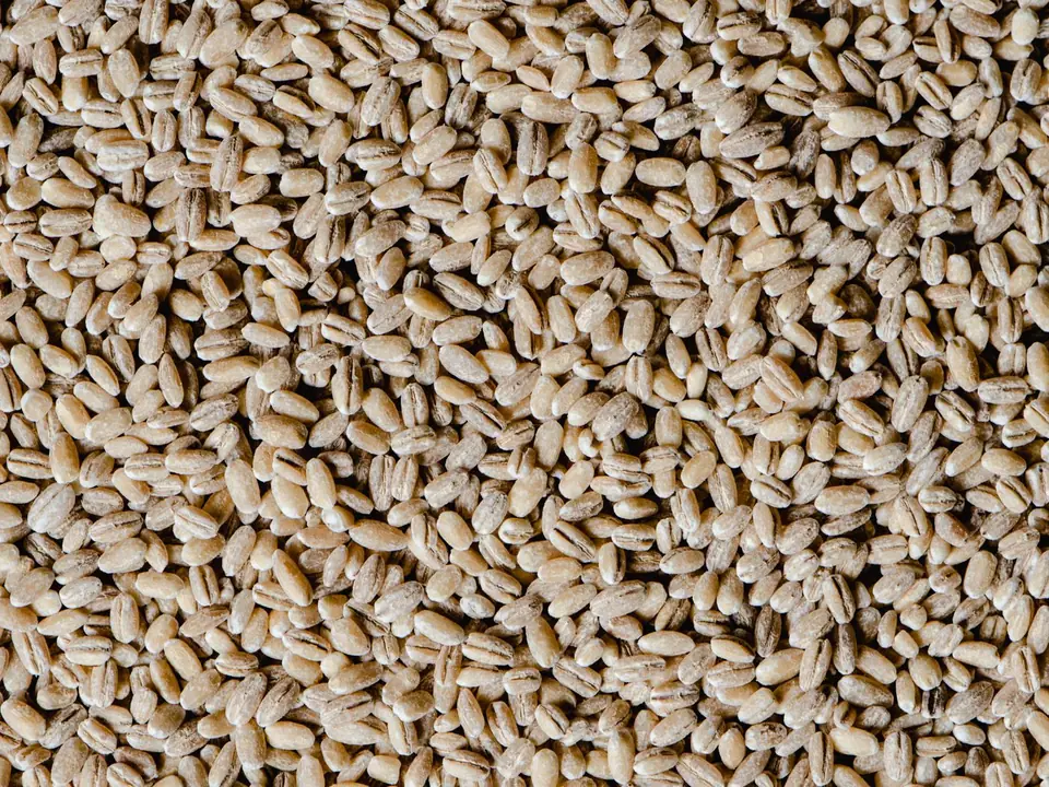 Barley – B5 International Exim