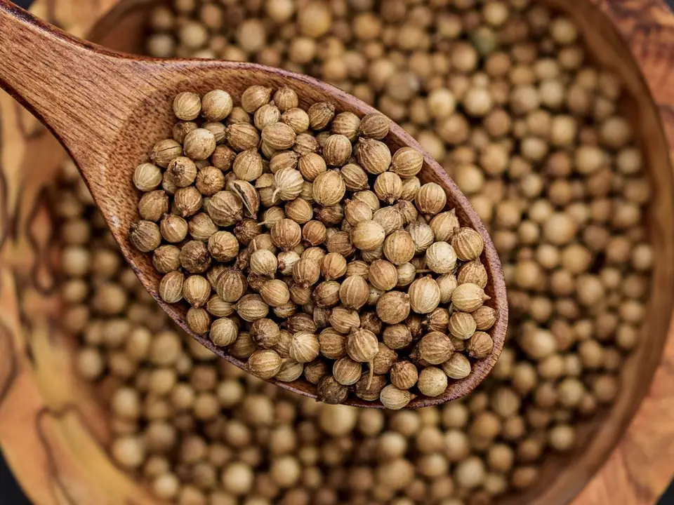 Coriander seeds – B5 International Exim