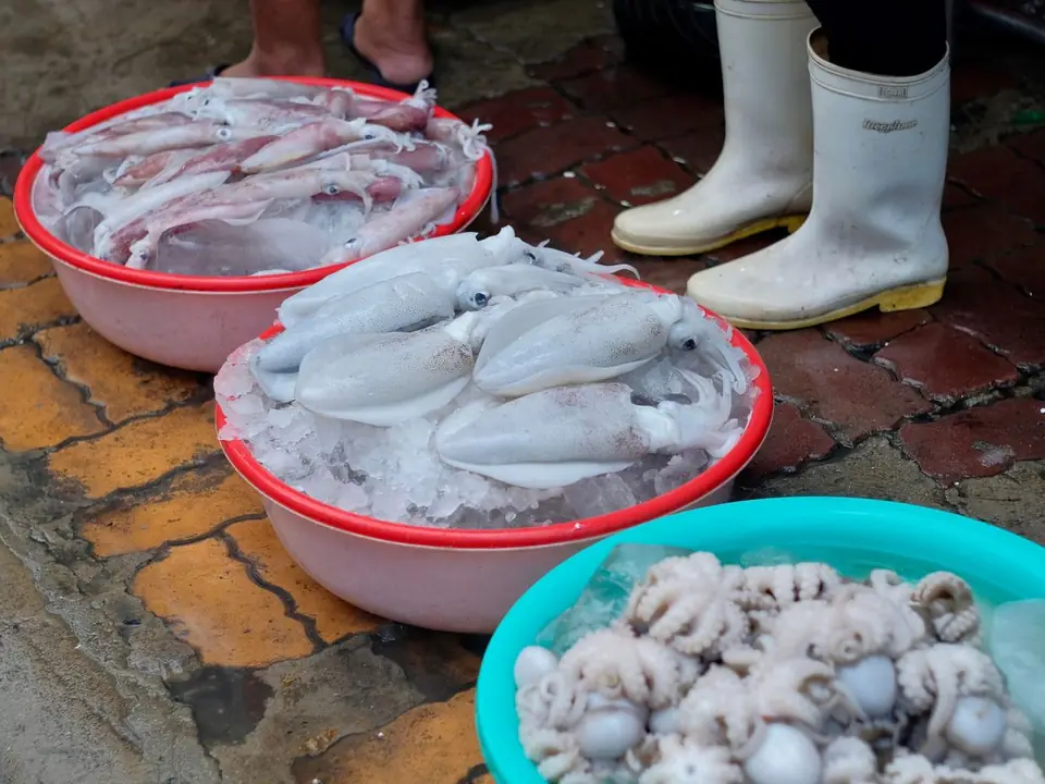 Cuttlefish – B5 International Exim