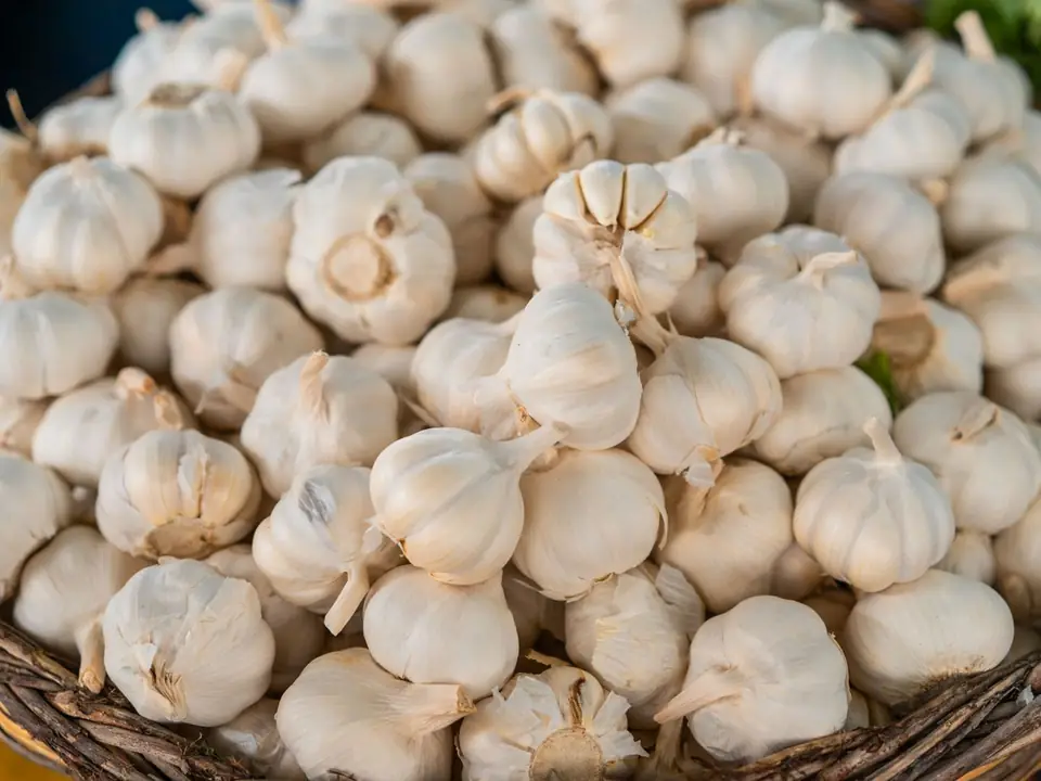 Garlic – B5 International Exim