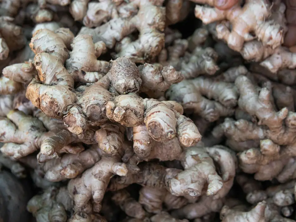 Ginger and dry ginger – B5 International Exim