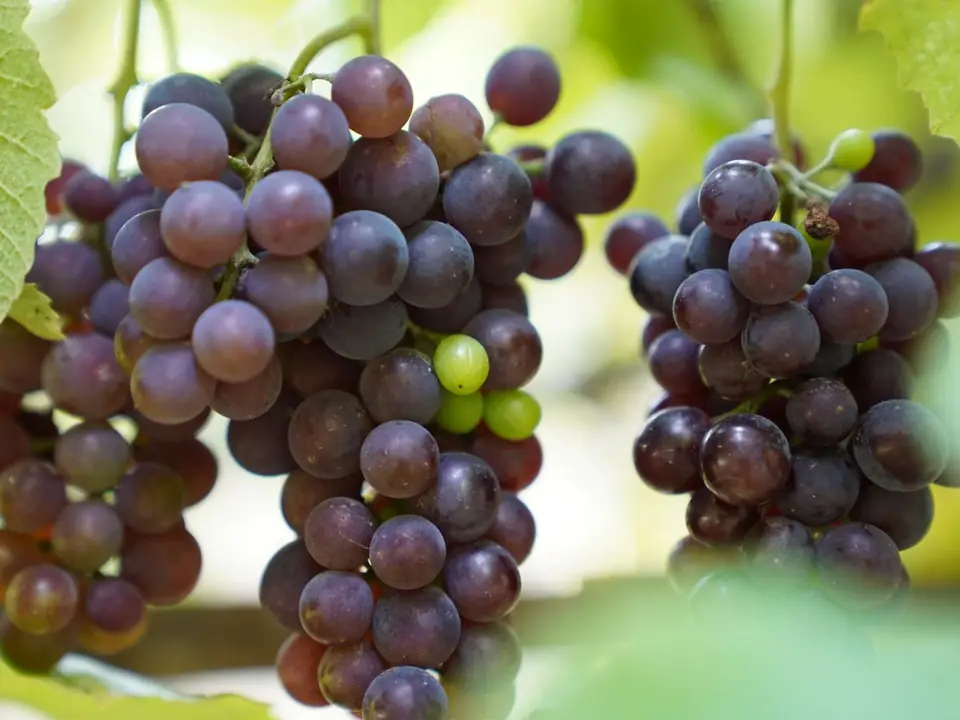 Grapes – B5 International Exim