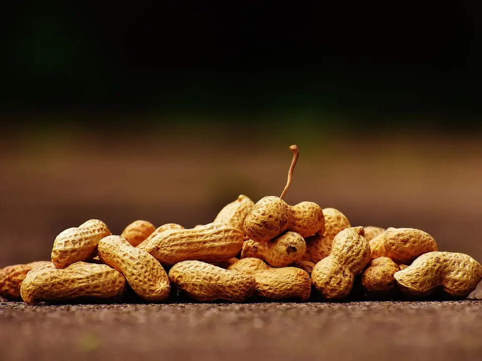 Groundnuts and peanuts – B5 International Exim