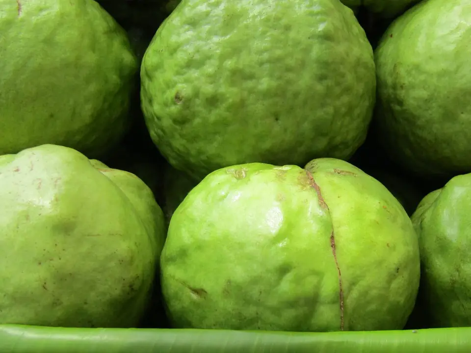 Guava – B5 International Exim