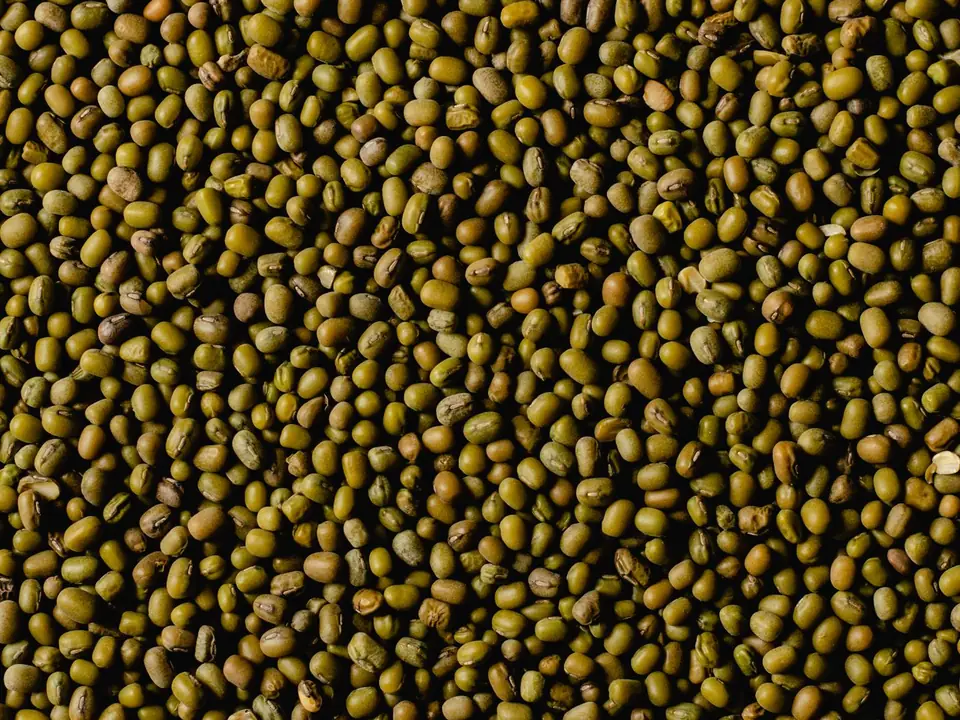 Moong dal – B5 International Exim