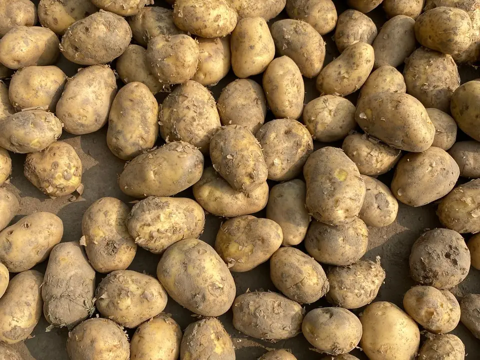 Potato – B5 International Exim
