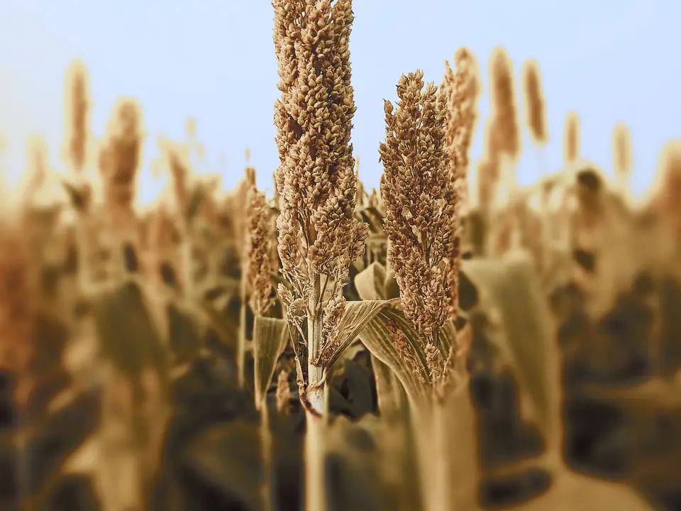 Sorghum (jowar) – B5 International Exim