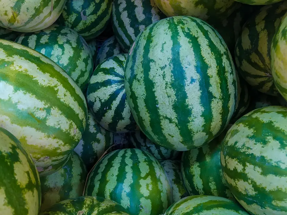Watermelon – B5 International Exim